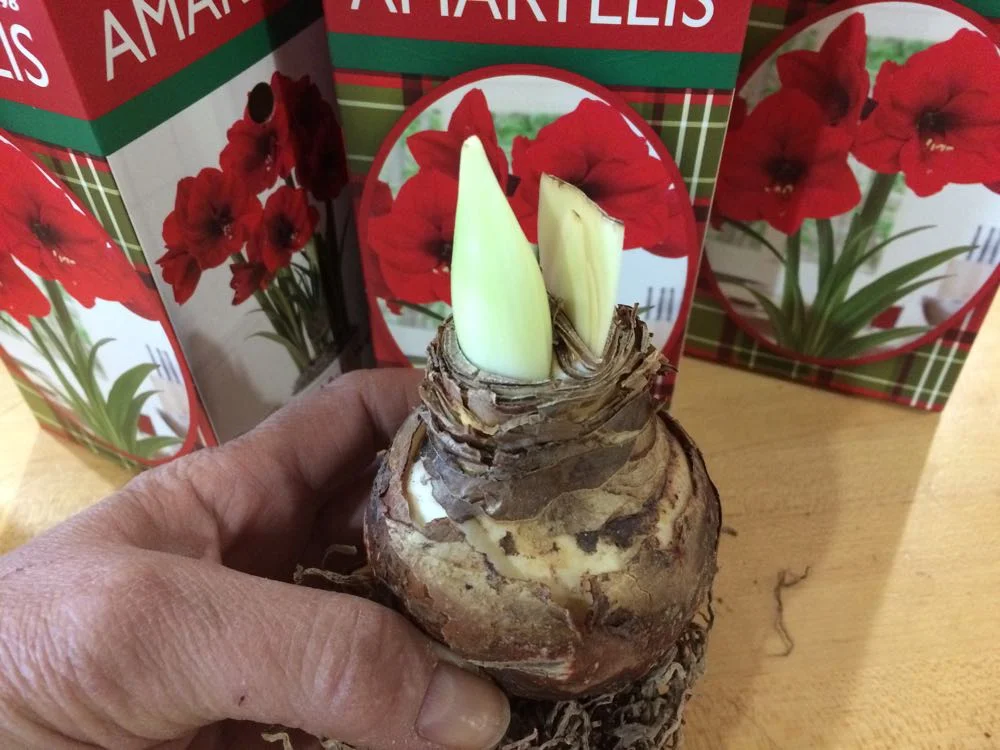 How to Pick an Amaryllis bulb? — Gardening Charlotte