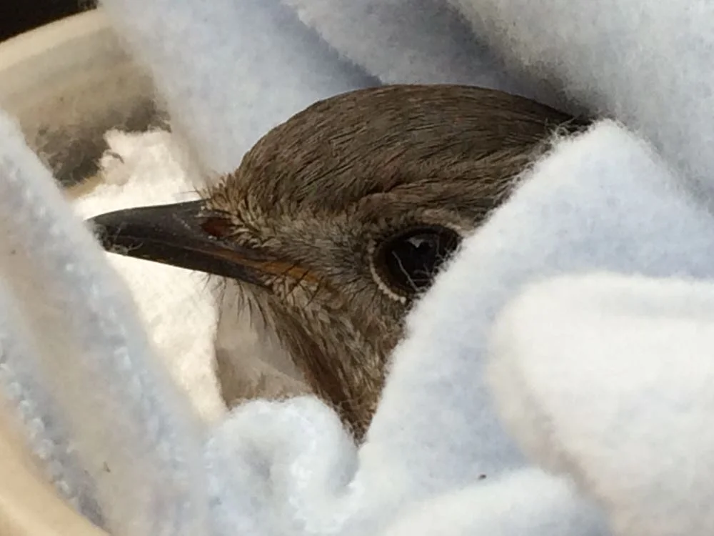 Picking Up Injured Bird — Gardening Charlotte