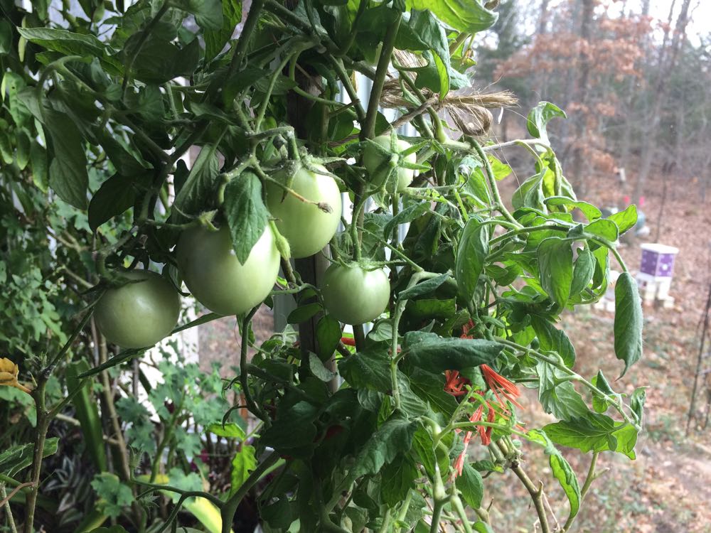 Winter Tomatoes Gardening Charlotte,Coin Dealers Near Me Open