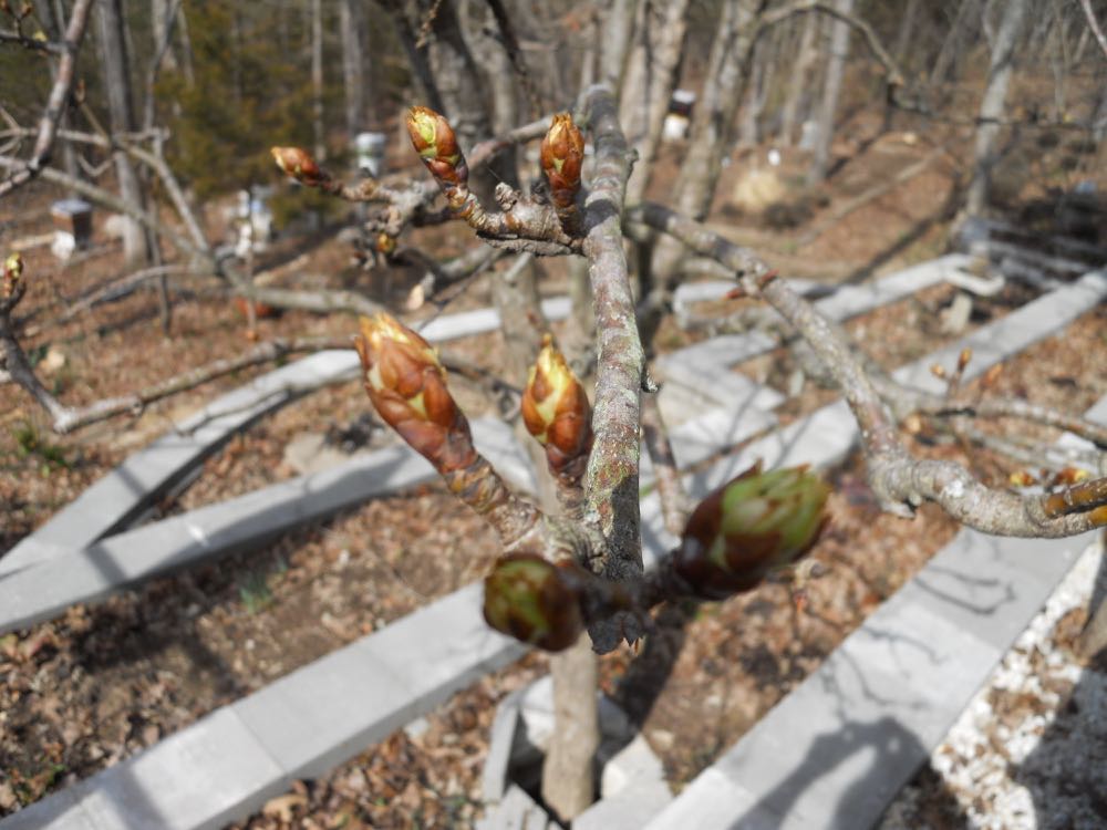 My compact pear tree off my deck is getting ready to bud almost a month earlier than in past years. Watching when trees bud is part of what scientists and citizens in the phenology network to do track nature’s seasonal trends. This year, they confirm spring is 3 weeks ahead of schedule in our part of the country. 