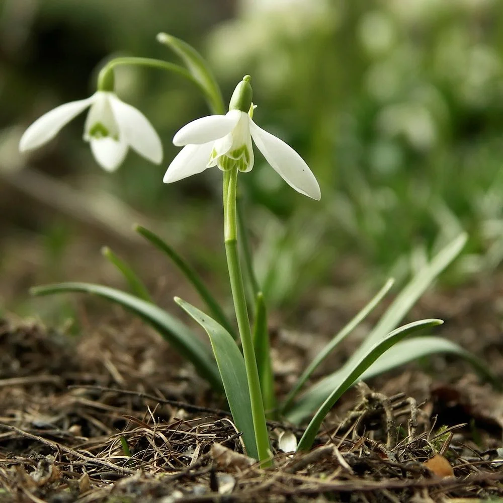 What Do You Call These? — Gardening Charlotte