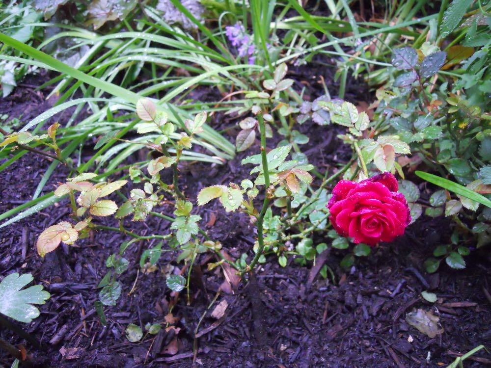 Miniature roses are shrub roses that are easy to grow and continuously bloom most of the season.