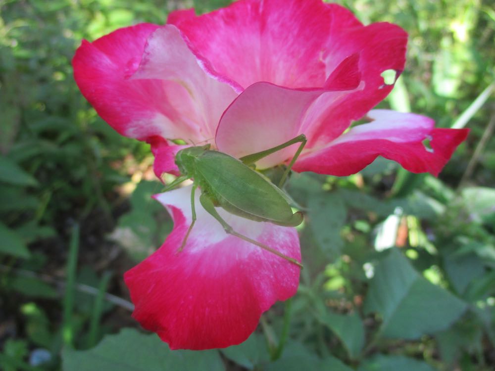 Grasshopper on Double Delight blooming rose at Bluebird Gardens.