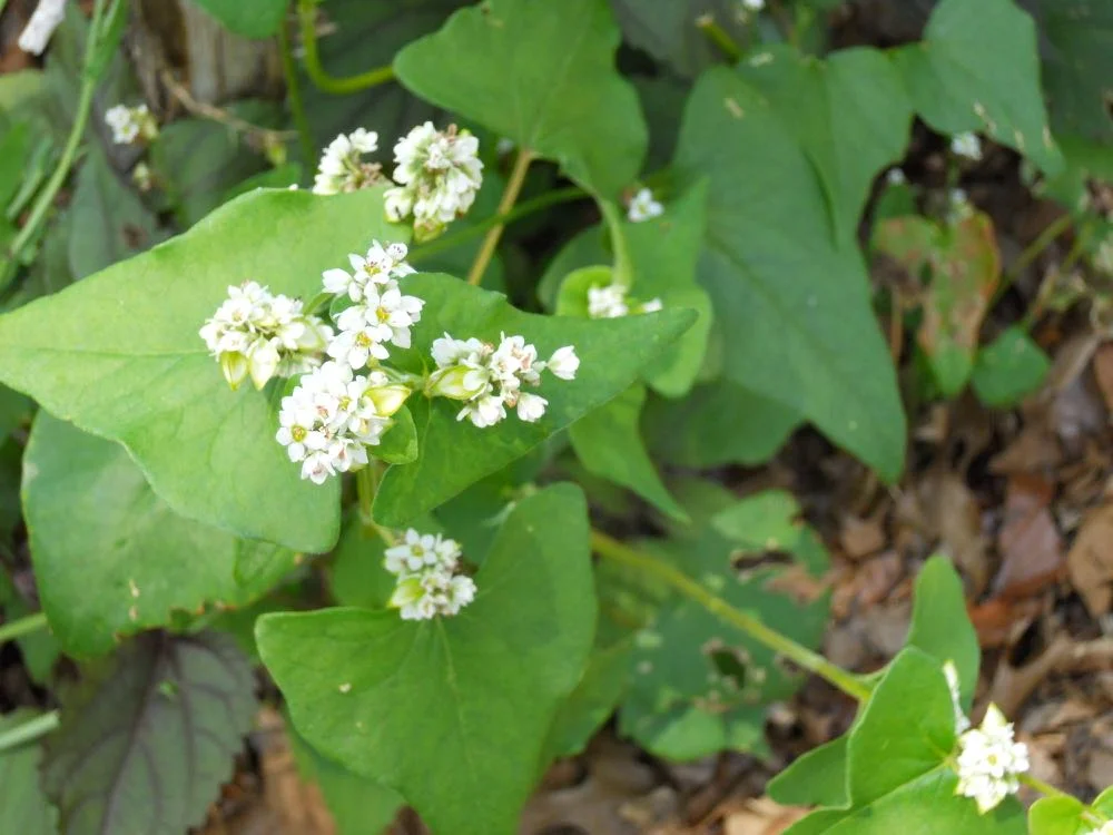Plant new flower beds with a cover crop to keep the soil well conditioned. Buckwheat grows fast, has a lovely white flower and can easily be mulched. It is also a good fall pollen source for bees.