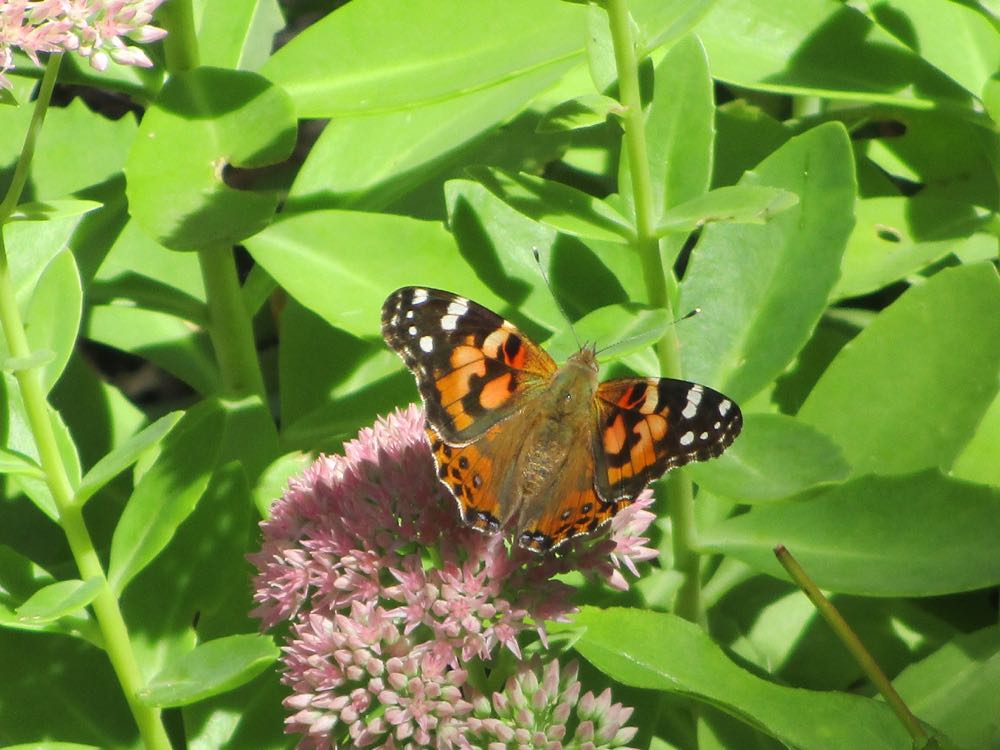 GC Painted Ladies Migration 2.jpg