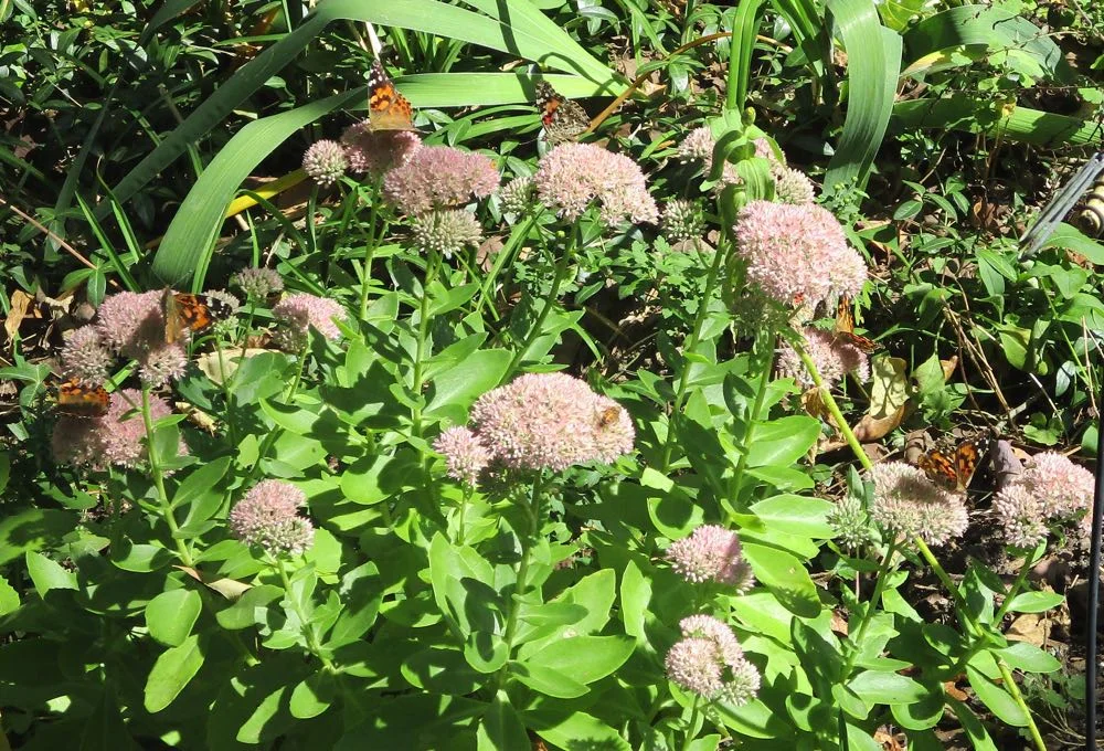 How many Painted ladies butterflies do you see on this Autumn Joy Sedum? There are a couple of honeybees, too!