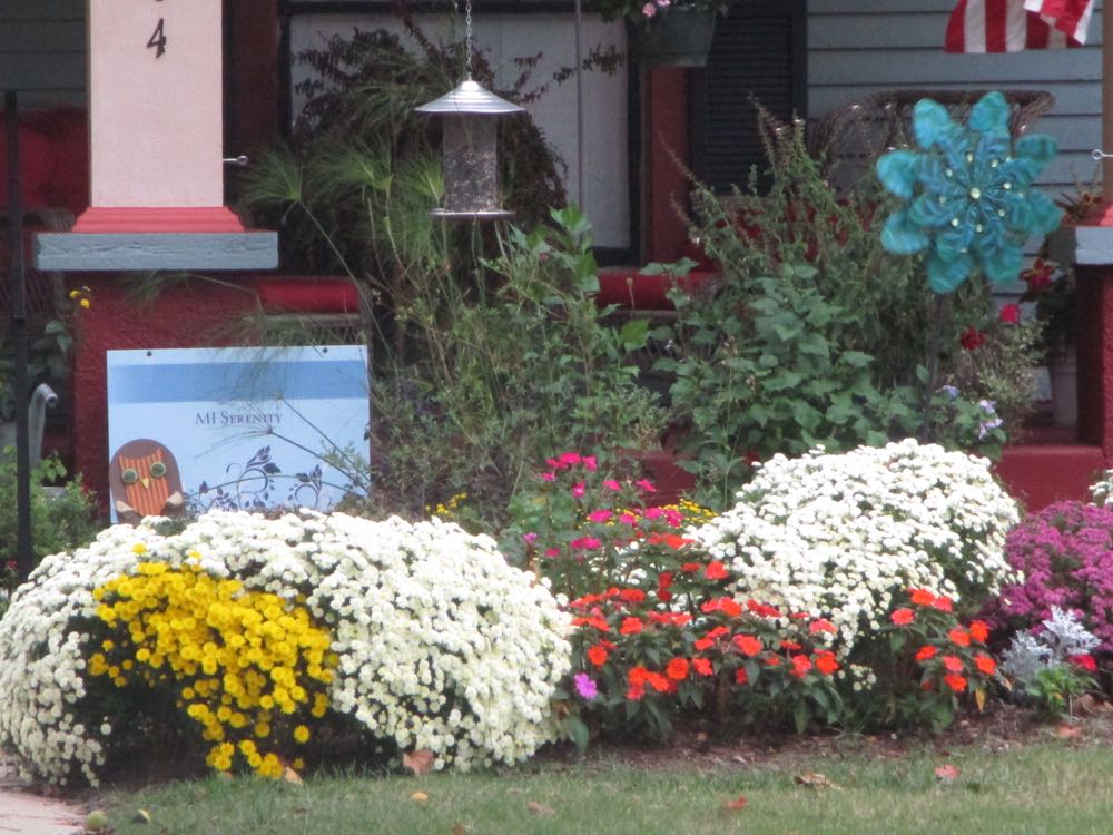 Love the size of these white chrysanthemums, they remind me of a snowdrift!