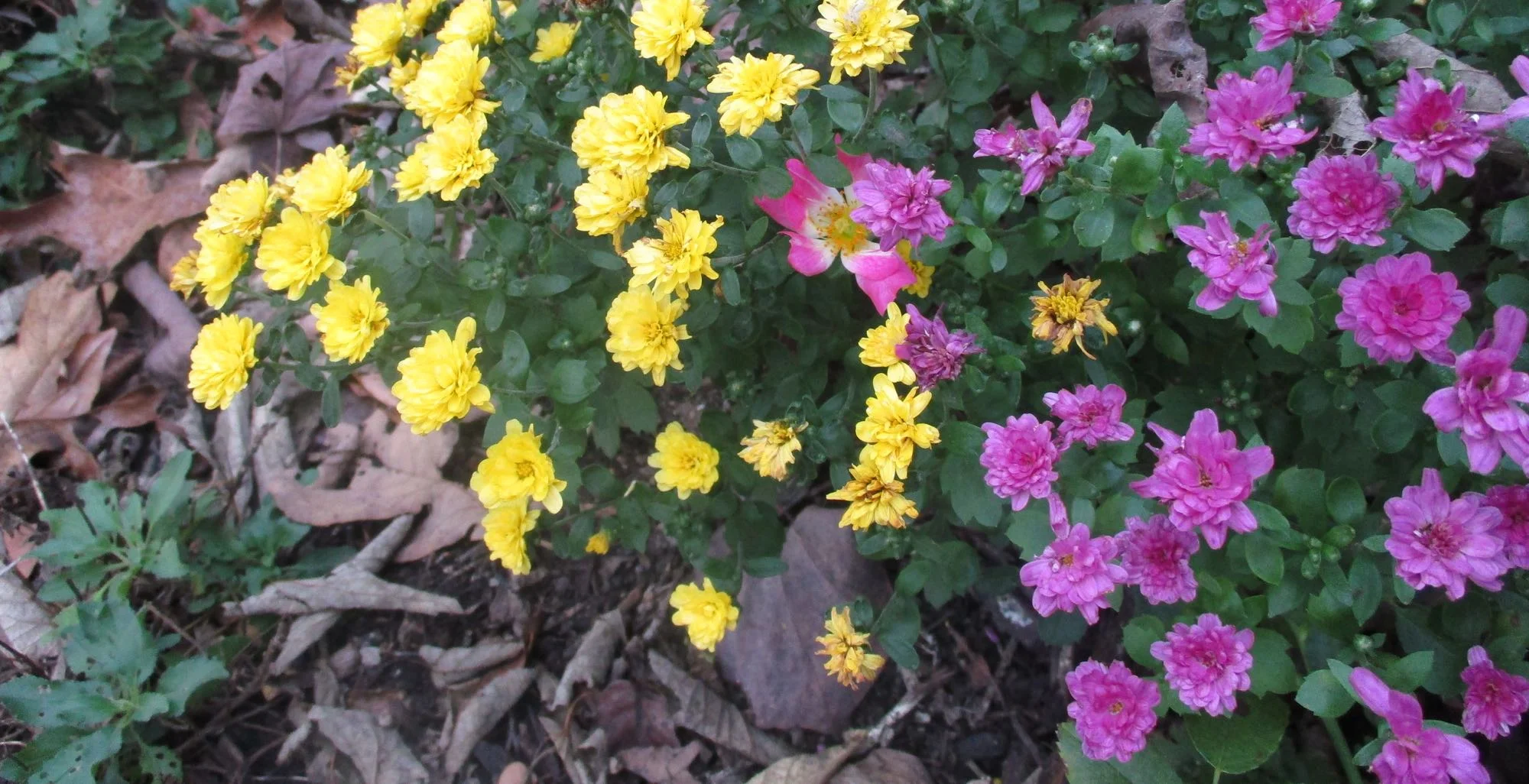 See the little pink rose in between the two mums?