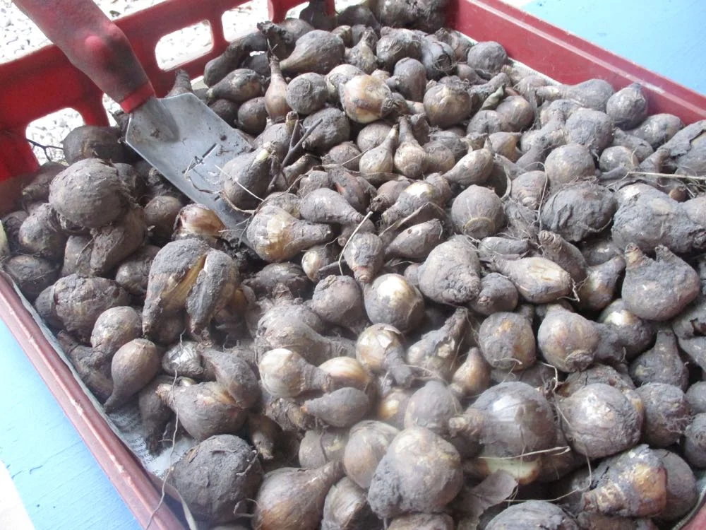 Lots of bulbs to plant this fall, they started in Missouri and are back for a short stay.
