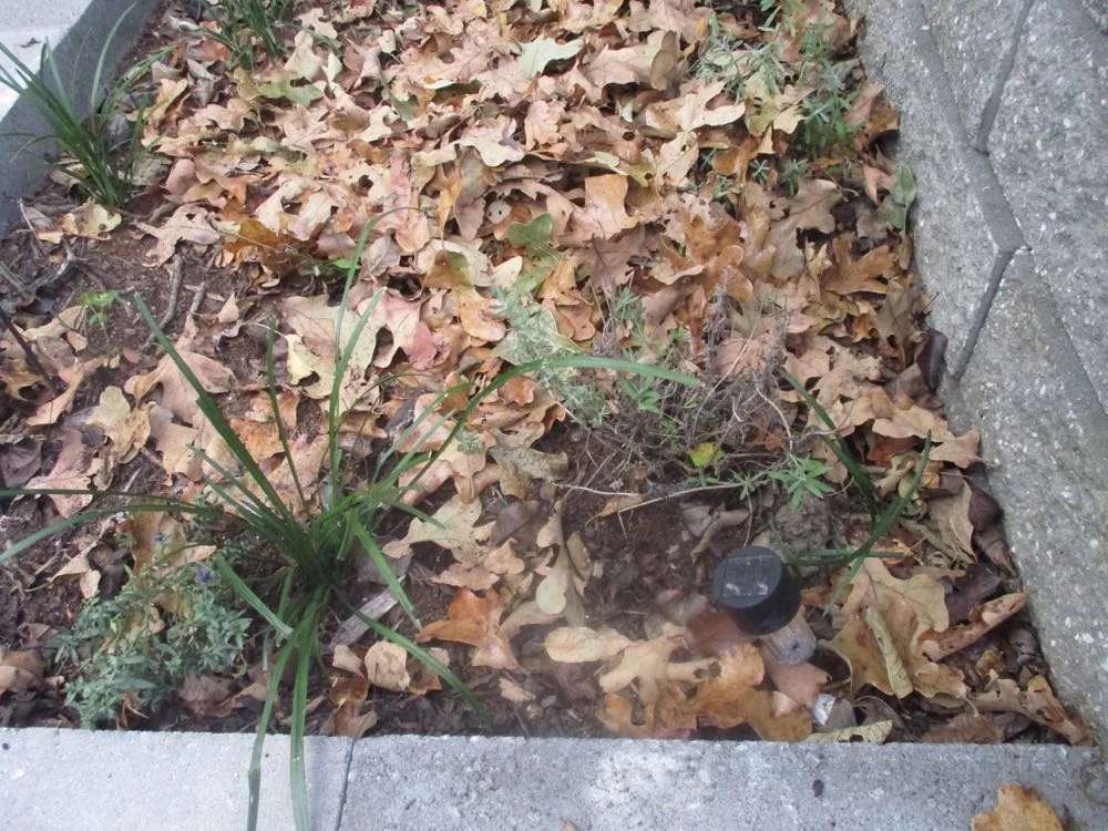 Dry leaves help to hold in moisture in flower beds so I layer mine with layers of fall leaves followed by winter mulch after the first frost. Right now I am adding the leaf layer. (Photos by Charlotte Ekker Wiggins)