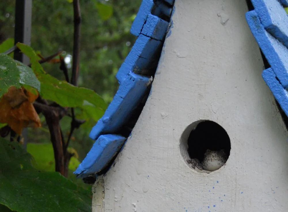 Yes, that's a tree frog living in a birdhouse. I call him Charming, as in Prince!