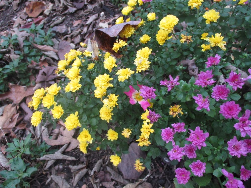 These two mums are keeping the last little pink rose of the season company.