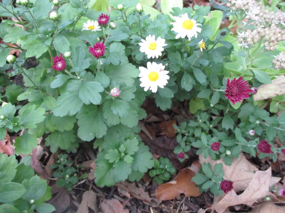 The daisy-like white mums got some burgundy neighbors earlier this year.