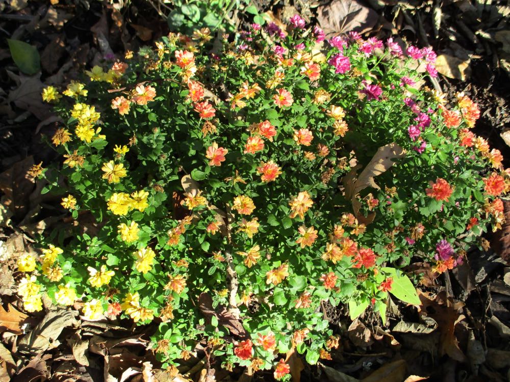 This combination of three different mum colors formed a mound in one of my lower flower beds.