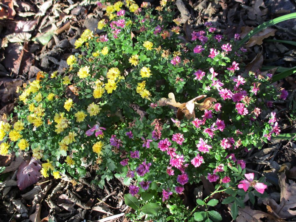 Another mum combination turned out to be yellow and pink mums growing together.