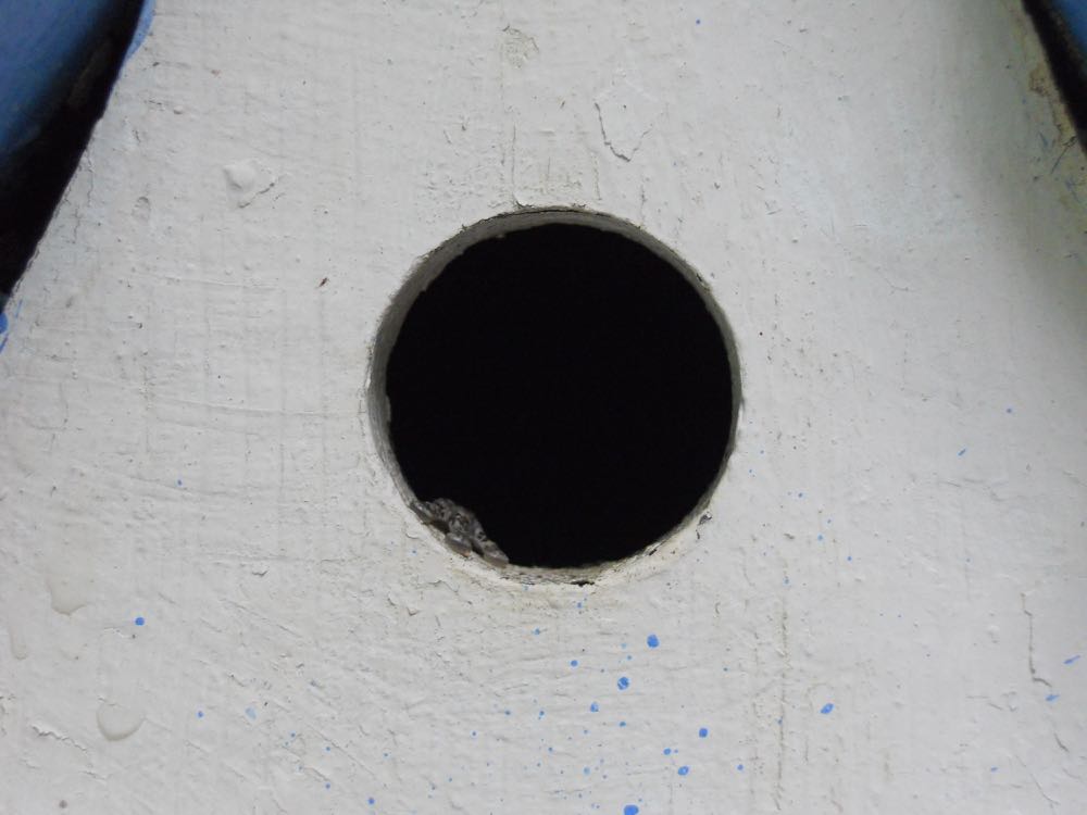 Hard to believe? Take a peek at what you will see most days in the summer in my blue birdhouse.