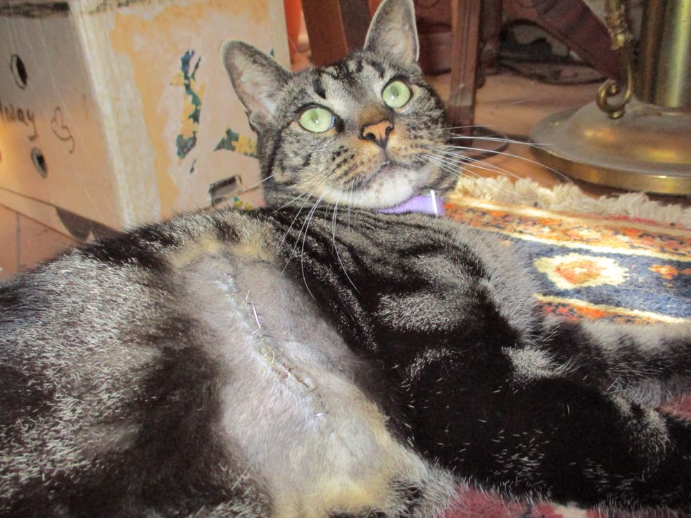 Boo Boo home from the vet looking like two cats stitched together, just in time for Halloween!