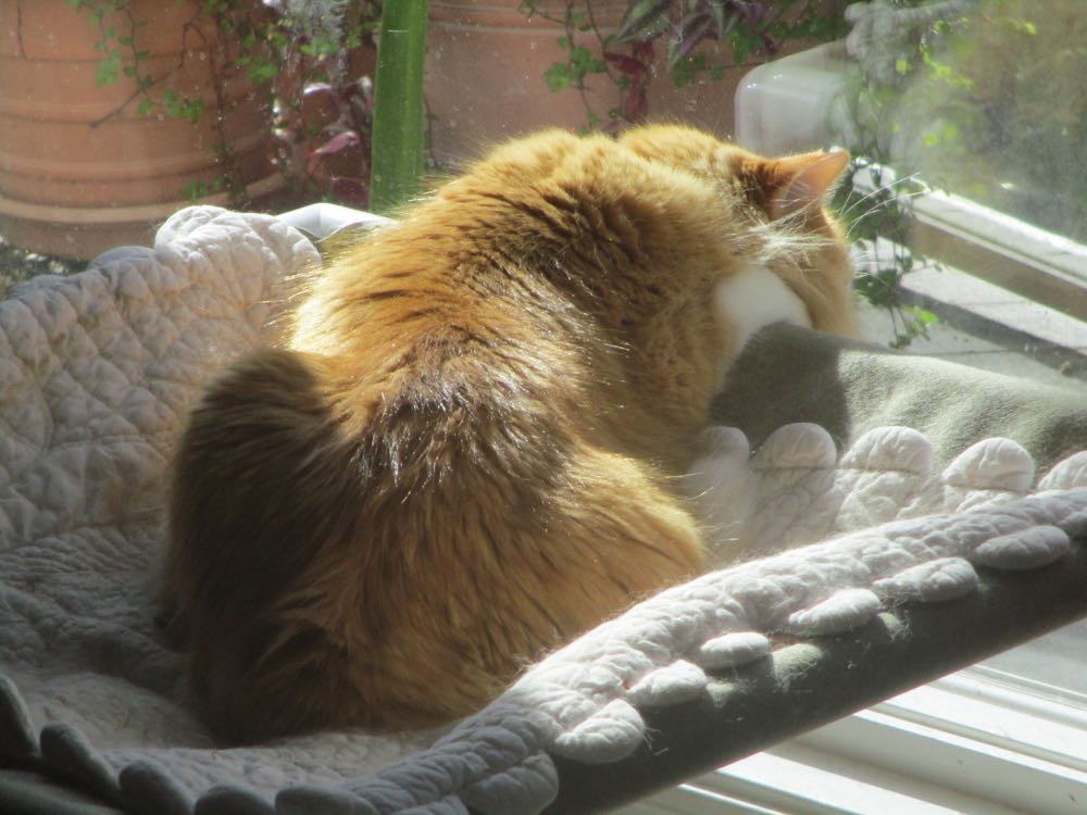 Shirley Honey in her window seat waiting for a lizard, or bird to walk by.