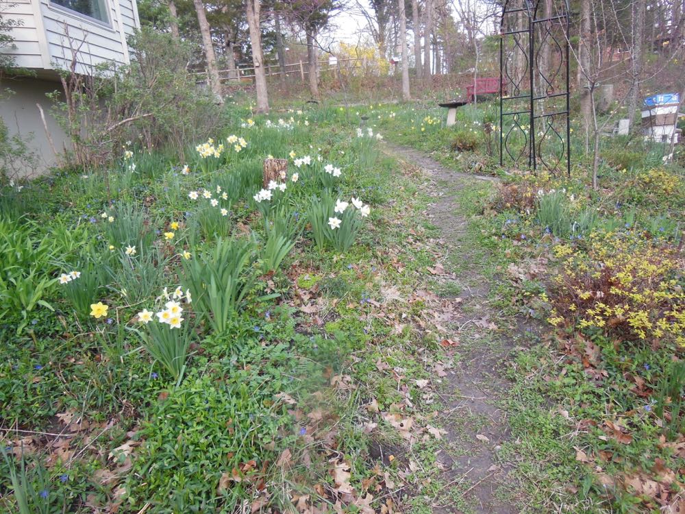 I have photos of my garden in spring to remind me what is planted where.