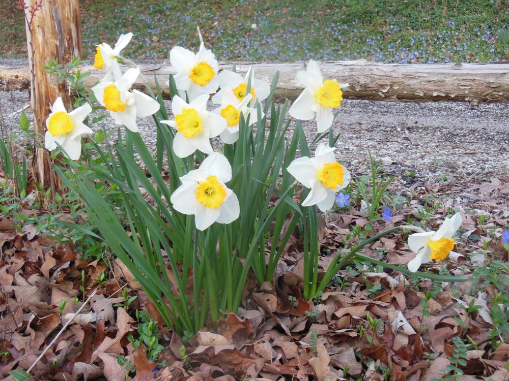 There are more than 20,000 different daffodil species, all deer-resistant and hardy.
