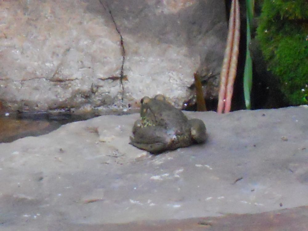 See the green frog now? I have dozens of them living in these tiny ponds.