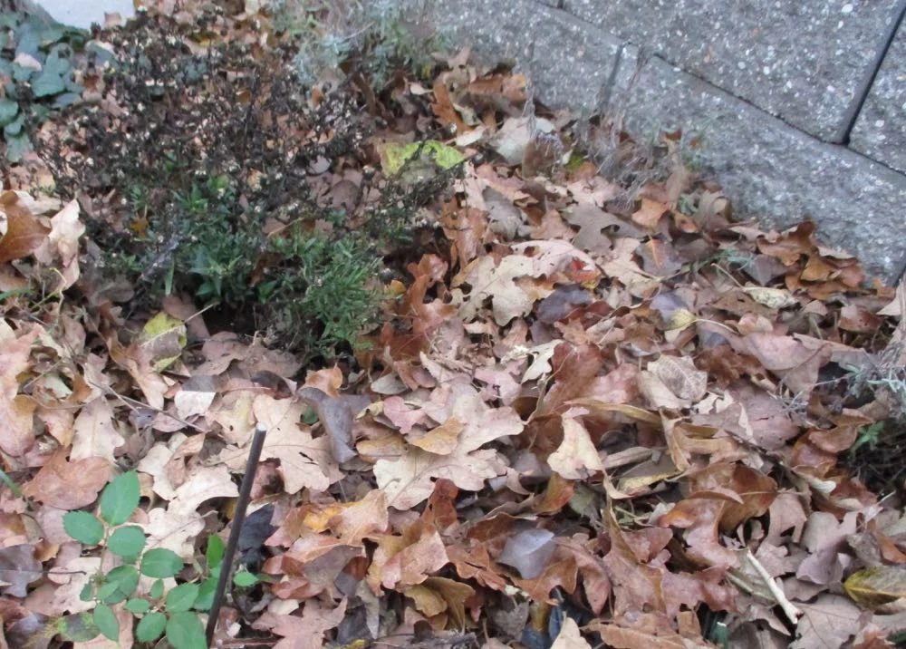 Hopefully by December we will have a hard frost and flower beds can be mulched to keep soil temperatures even. I pile oak and hickory leaves on mine, or let leaves fall where they may.