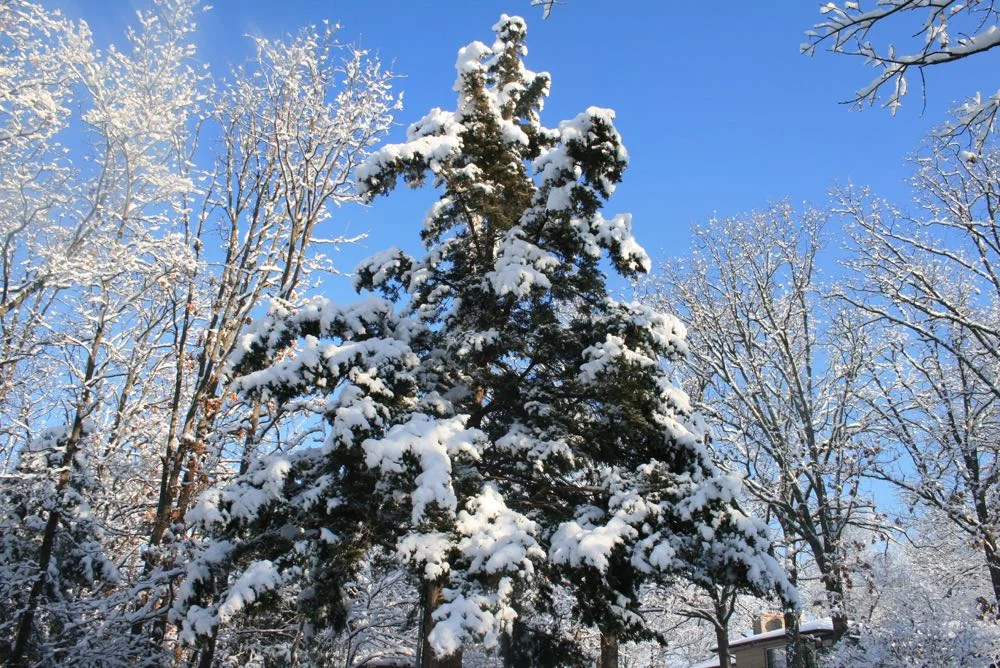My favorite kind of Christmas tree, outside, living and covered in a blanket of snow!
