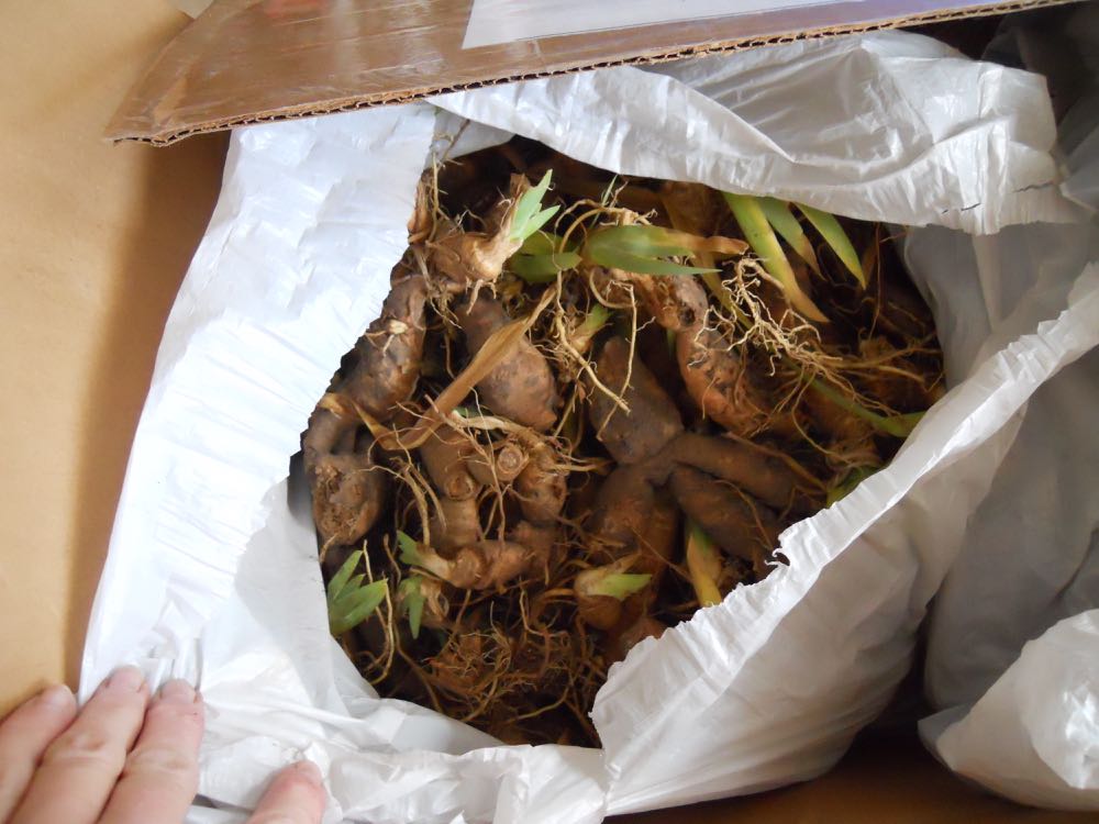 visiting bulbs iris.jpg