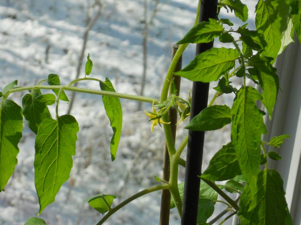 Miriam, my 2017-2018 winter tomato plant, is starting to flower in one of my bay windows.
