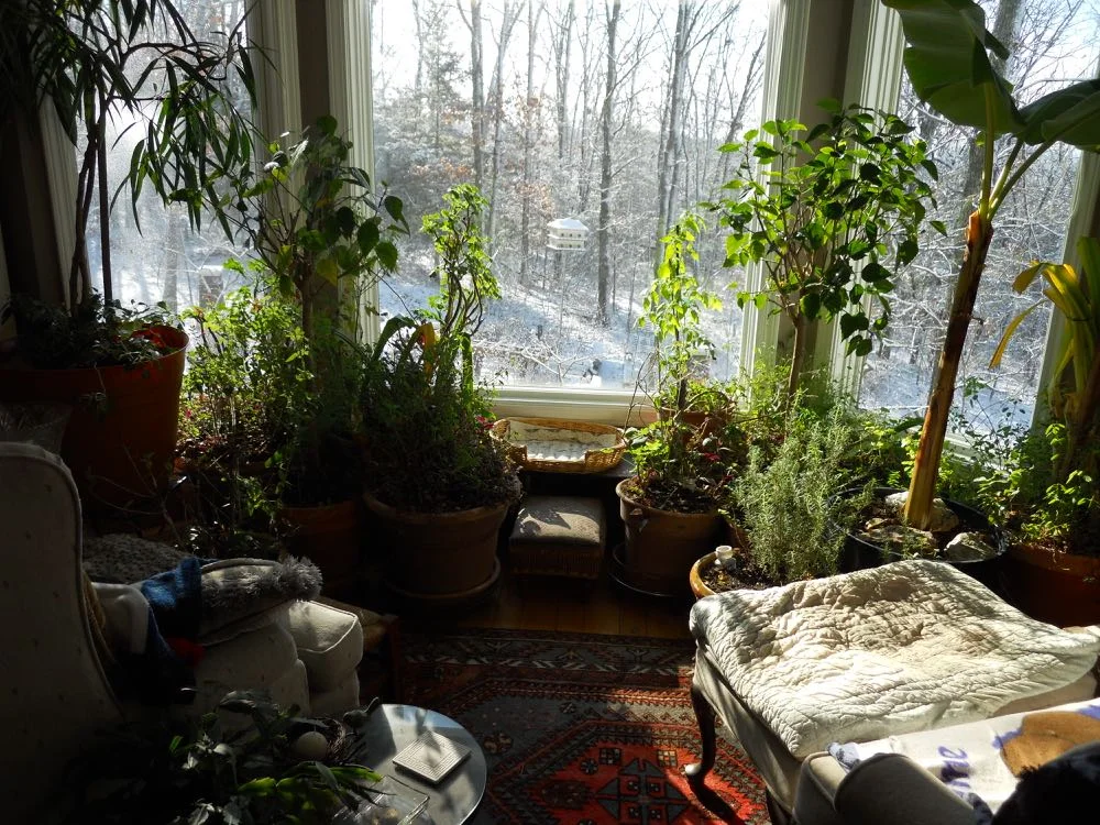 Miriam the tomato plant spends her days in this window with southeastern exposure. (Photo by Charlotte Ekker Wiggins)