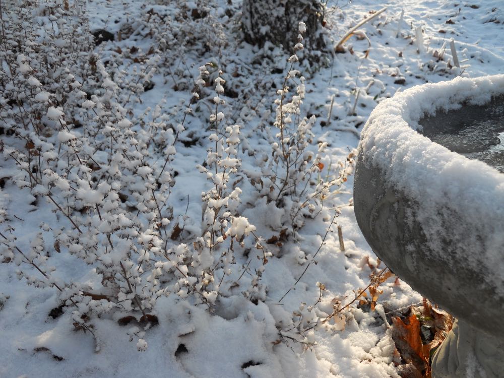 These mint plants alter entirely once covered in a sprinkling of snow.