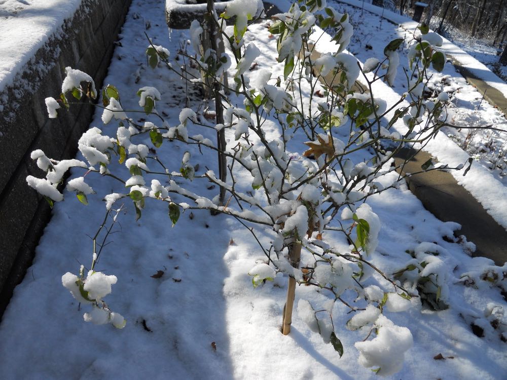 One of my white tree roses covered in snow. This one kept its leaves even after the first snowfall.