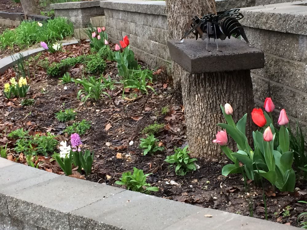 Darwin Hybrid mixed tulips in bloom spring 2017 in my new driveway retaining wall.