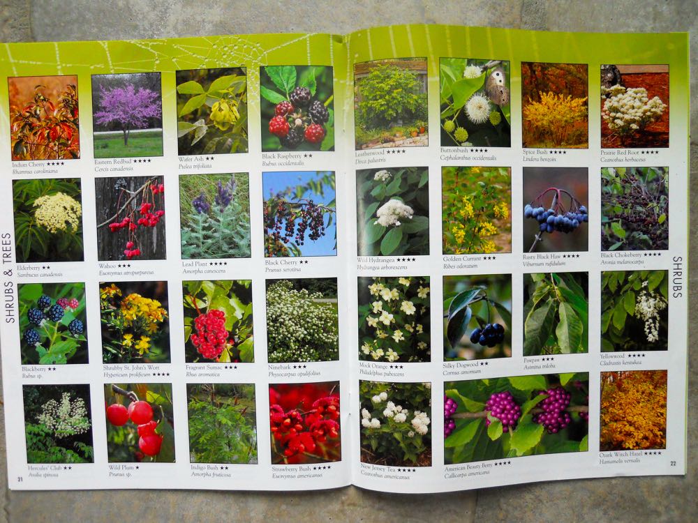 Favorite Wildflowers Catalog Gardening Charlotte Favorite Wildflowers Catalog