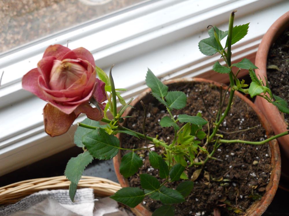 This little miniature rose was on clearance for $2.49 mid-December and now has new growth.