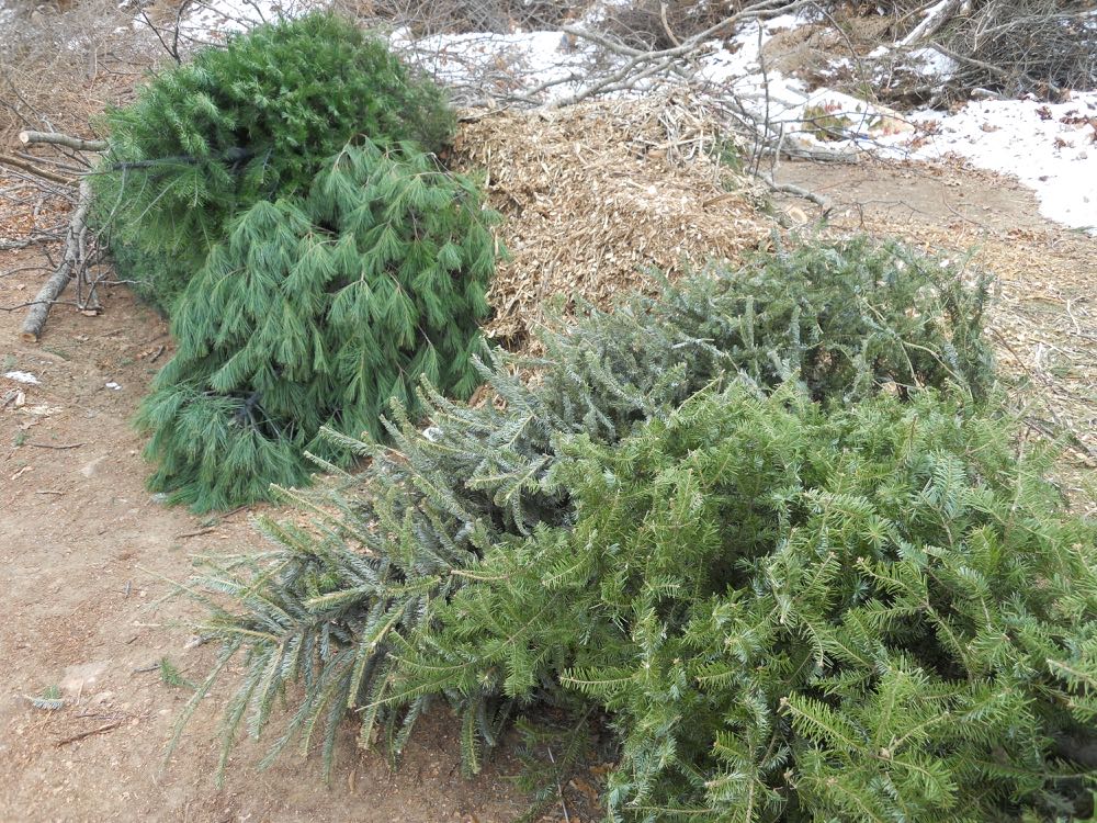 Some of the cut Christmas trees left at Rolla Recycling Center to become mulch.
