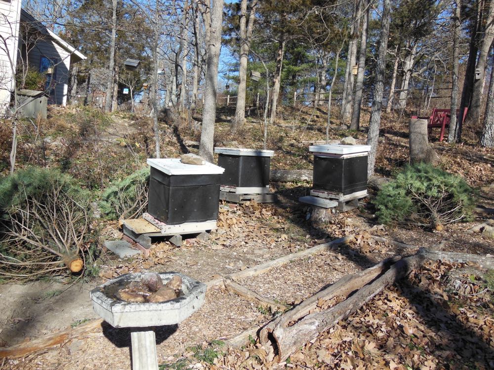 Cut Christmas trees also make good wind breaks around honeybee hives facing the south.