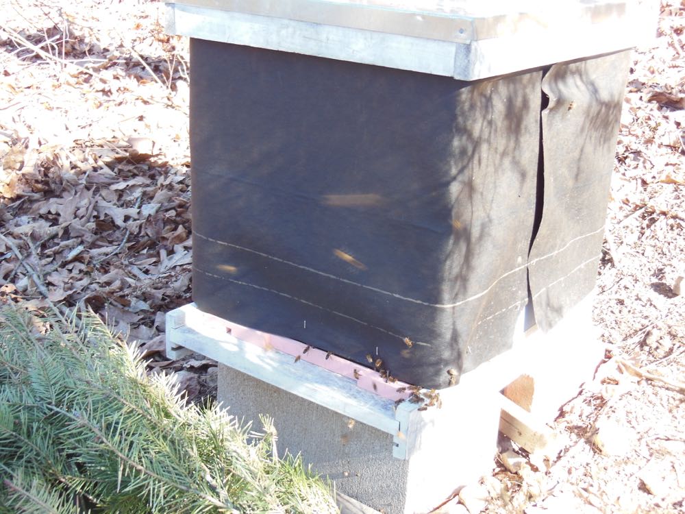 Here's a closer look of one of my hives with bees taking cleansing flights.