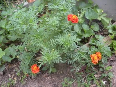 Marigolds growing in my old vegetable garden.