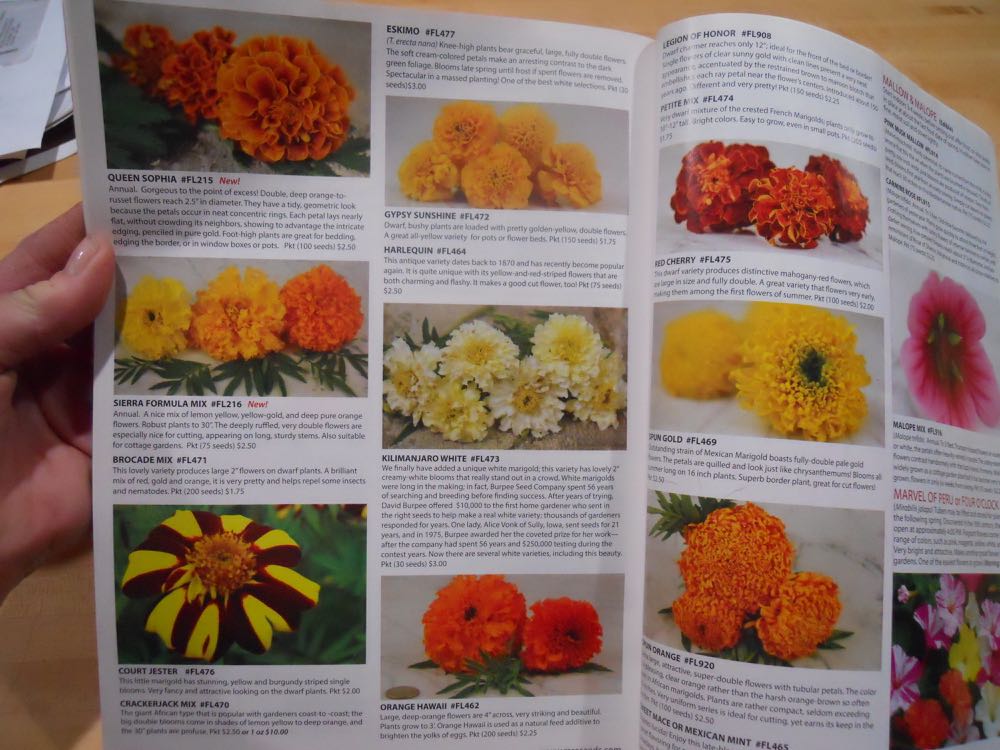 Marigolds Baker Creek had in their 2017 catalog. My 2018 catalog is around here somewhere....