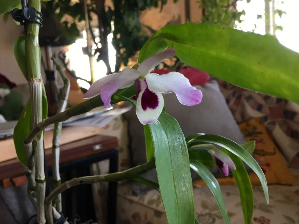 This orchid from Burma is from my master gardener friend Harriet Bain, love the delicate flower!