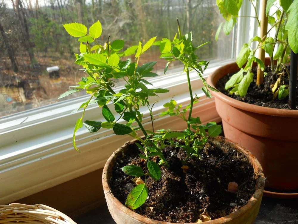 This is Hazel about a month later, sprouting new growth next to her friend, Miriam, a tomato plant.