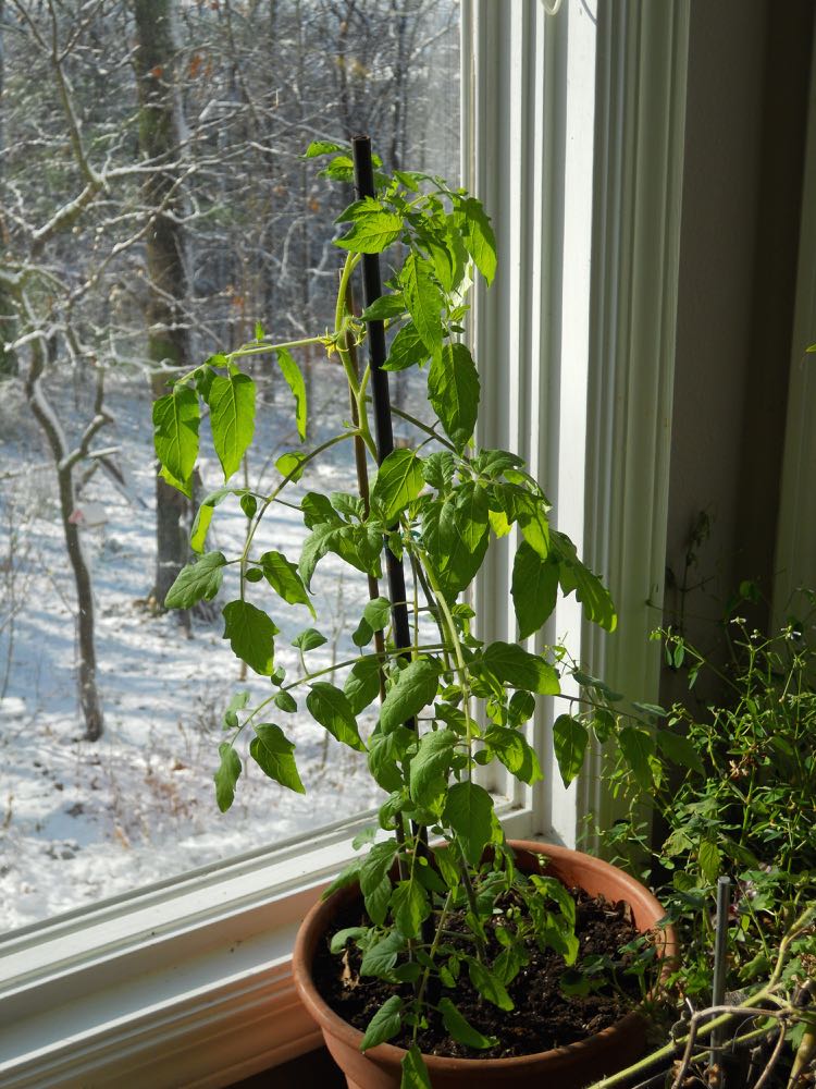 growing tomatoes inside — Winter — Gardening Charlotte