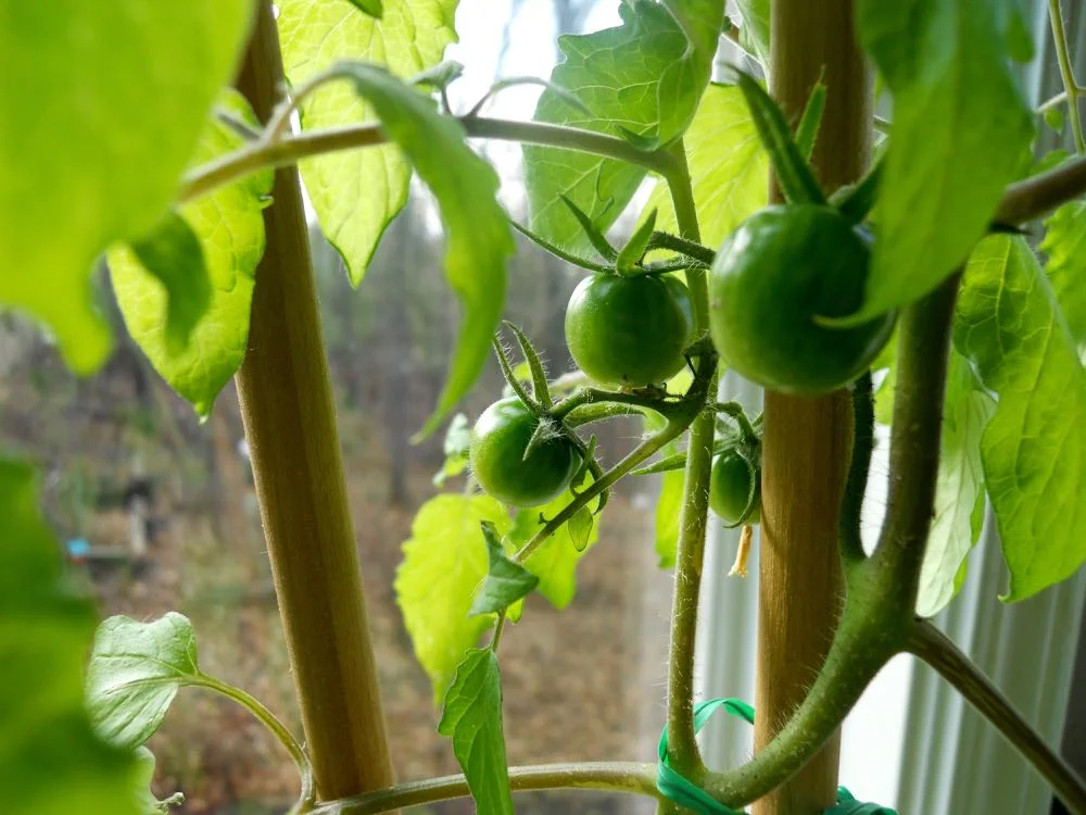 Miriam Tomato has officially set fruit and should be having ripened tomatoes in a few weeks.