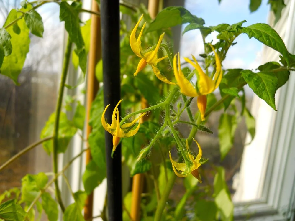 Miriam Tomato also has new flowers branching off the stems, more tomatoes in the works!