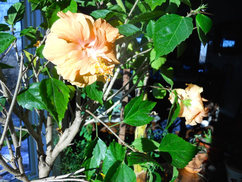 This blooming cycle included a second nearby bloom as well.