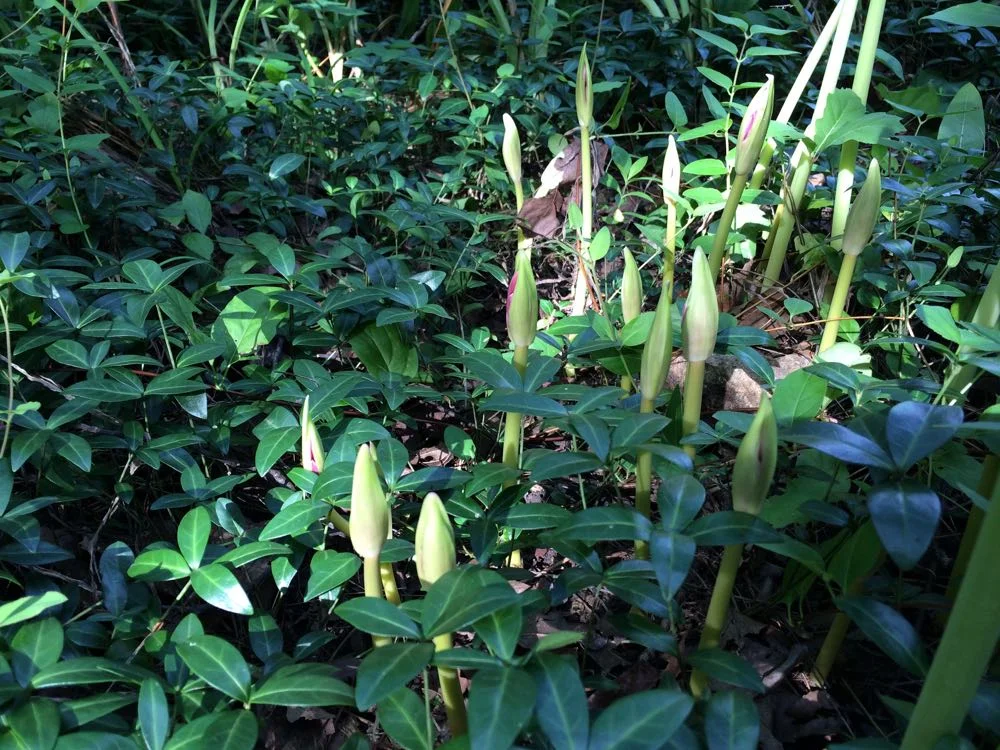 Surprise lily buds start growing mid-July in my Missouri hillside garden.