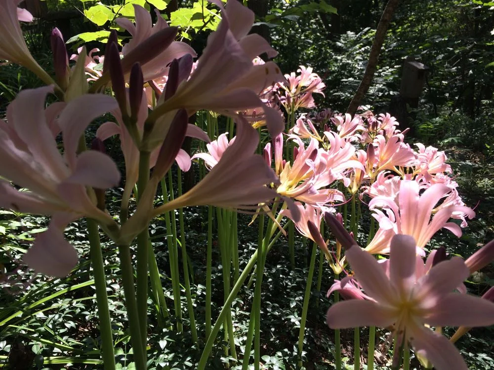 We should have a good year for surprise lilies, the cold temperatures will trigger the growth.