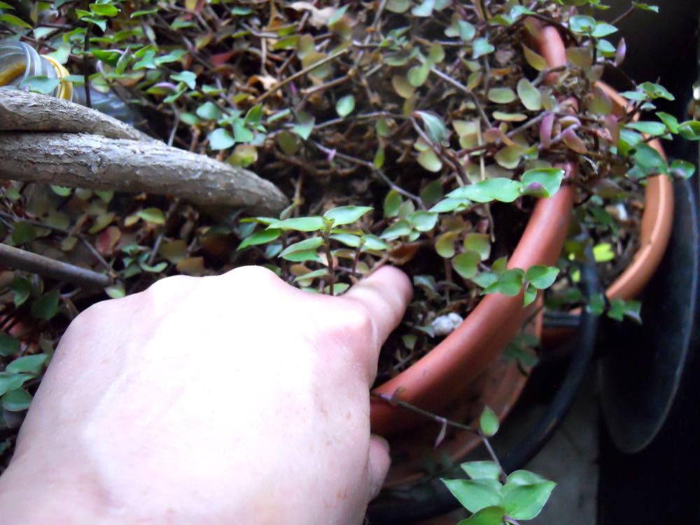One way to make sure you are not watering too much is to first check the soil with your finger.