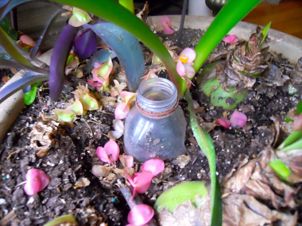 One of the old water bottles with punctured holes in one of my inside flower pots.